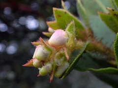 Arctostaphylos montaraensis