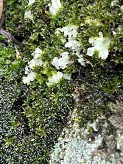 Cladonia chlorophaea