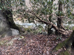 Rhododendron maximum