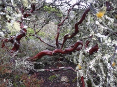 Arctostaphylos montaraensis