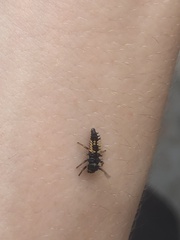 Harmonia axyridis