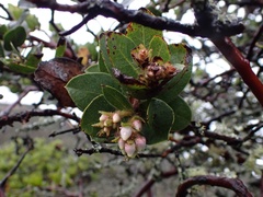Arctostaphylos montaraensis