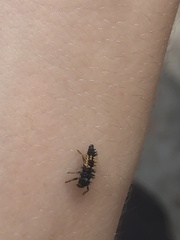 Harmonia axyridis