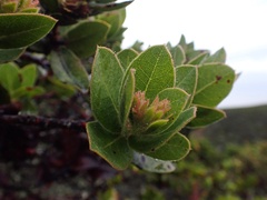 Arctostaphylos montaraensis