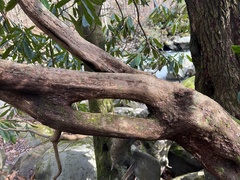 Rhododendron maximum