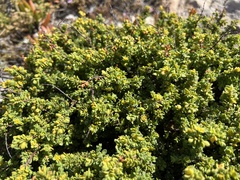 Pimelea serpyllifolia