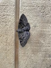 Speiredonia spectans