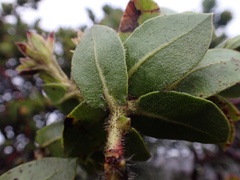 Arctostaphylos montaraensis