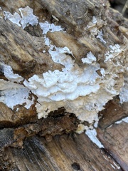 Serpula himantioides