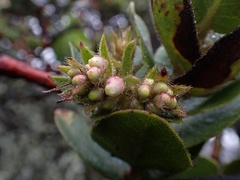 Arctostaphylos montaraensis