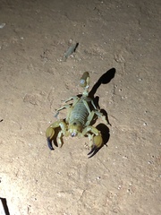 Urodacus yaschenkoi