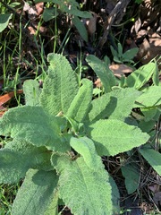 Salvia spathacea