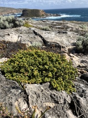 Pimelea serpyllifolia