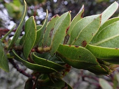 Arctostaphylos montaraensis