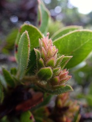 Arctostaphylos montaraensis