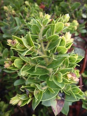 Arctostaphylos imbricata