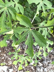 Manihot carthagenensis