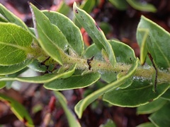 Arctostaphylos imbricata