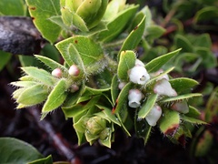 Arctostaphylos imbricata
