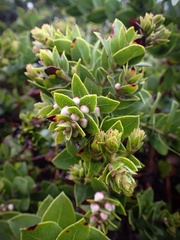 Arctostaphylos imbricata