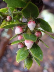 Arctostaphylos imbricata