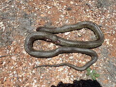 Pseudechis australis