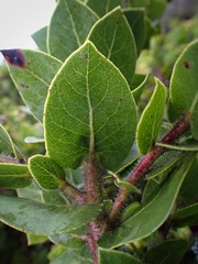 Arctostaphylos imbricata