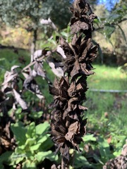 Salvia spathacea