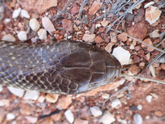 Pseudechis australis