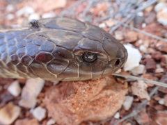 Pseudechis australis