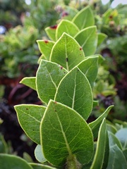 Arctostaphylos imbricata