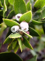 Arctostaphylos imbricata