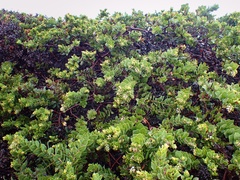 Arctostaphylos imbricata