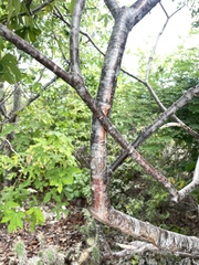 Manihot carthagenensis