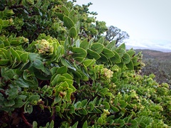 Arctostaphylos imbricata