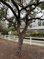 Eucalyptus polyanthemos