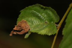Orchestes mixtus