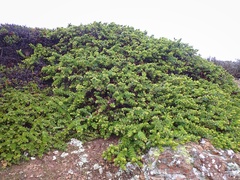 Arctostaphylos imbricata