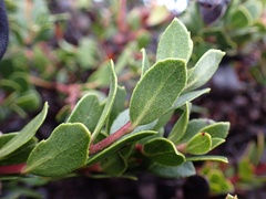 Arctostaphylos pacifica