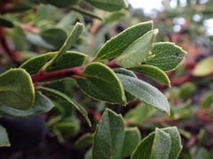 Arctostaphylos pacifica