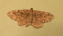 Rheumaptera meadii