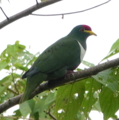 White-Bibbed Fruit Dove photo 4