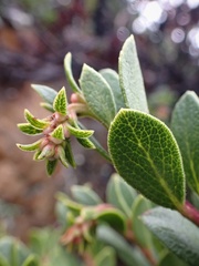Arctostaphylos pacifica