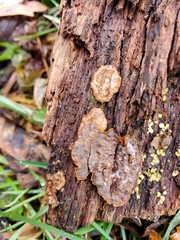 Phlebia radiata