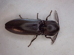 Pseudotetralobus