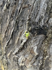 Mopsus