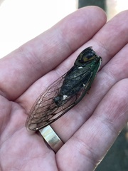 Neotibicen linnei