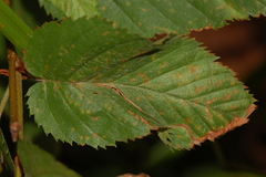 Orchestes mixtus