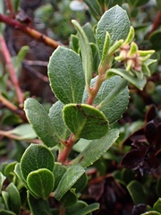 Arctostaphylos pacifica