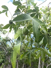 Manihot carthagenensis
